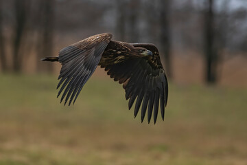 white tale eagle
