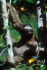 Brown-throated sloth © Ipman65