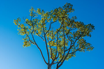 Dipteocarpus alatus tree on natural dark blue background.