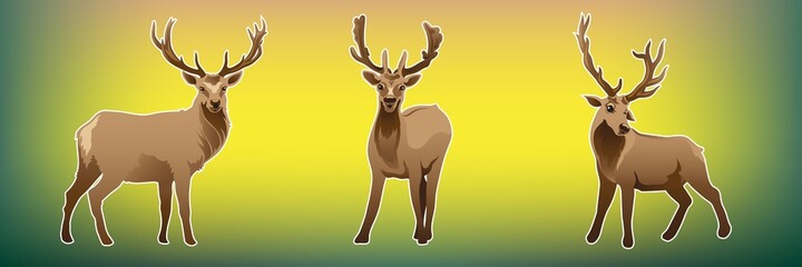 Reindeer
