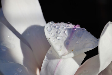 raindrops on white magnolia flower, reflexion, sunlight, dark background