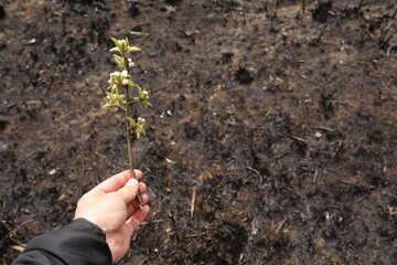 male hand holds a flowering branch on a background of burnt ground. environmental pollution. nature comes to life after a fire