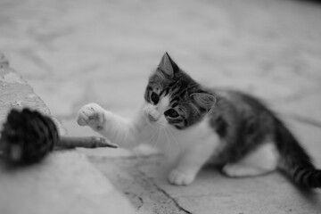 a cat lying on the floor