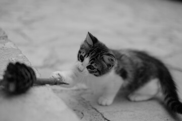 a cat lying on the ground