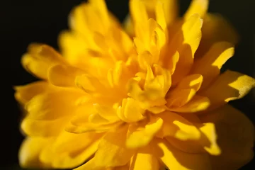 Foto auf Leinwand yellow ranunculus flower in morning sun  gele ranonkel bloem in ochtend zon © Marieke