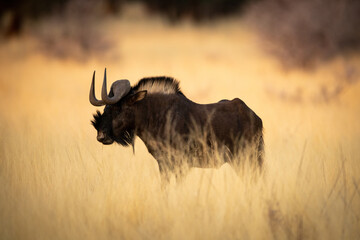 Black wildebeest standing in grass in profile