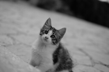 a cat sitting on the ground