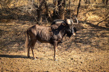 Black wildebeest stands in profile near trees