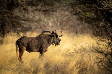 Black wildebeest stands in profile under trees