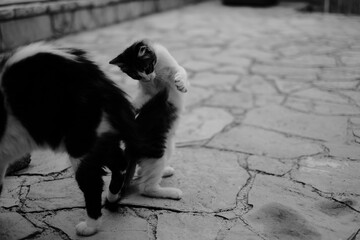 a cat and a dog