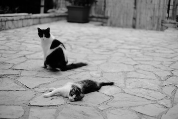 a cat and a dog lying on the ground
