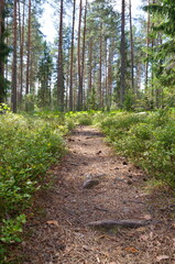 Forest path strewn with pine needles