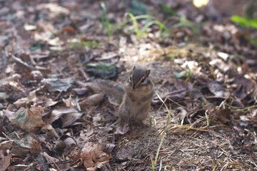 Squirrel Autumn nut and dry leaves in mountain.