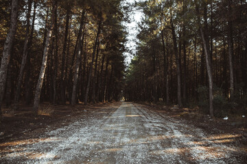 trees and a dirt road in the forest