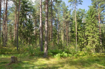 Coniferous forest in the Tver region on a summer day, Russia