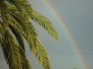 the branches of palm trees and rainbow