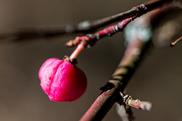 Beere am Ast, Makroaufnahme