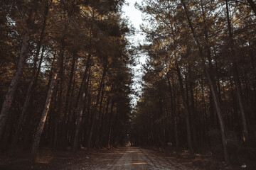 trees and a dirt road in the forest