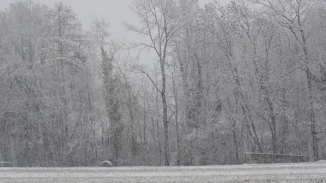 a blizzard of snow and wind on the woods