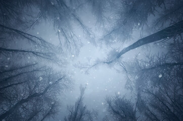 snow falling in forest, magical winter landscape