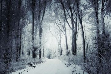 fantasy winter forest, snowy road in forest