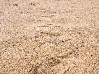 Snake tracks on sand