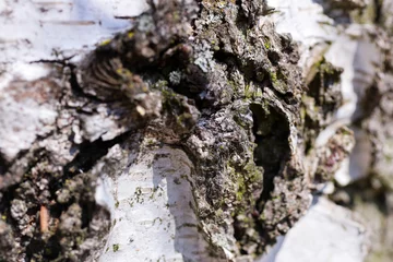 Fototapeten structure of bark close up, forest walk, tree, texture  structuur van boomschors, macro, boswandeling, boom, textuur © Marieke
