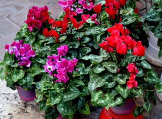 Cyclamen in a pot,many pots with cyclamen.