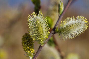 catkins early spring on willow twig

katje aan wilgen tak in vroege lente, ochtend zon, fris geel, uitlopen