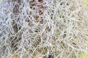 green moss background