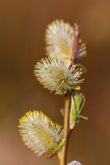catkins early spring on willow twig

katje aan wilgen tak in vroege lente, ochtend zon, fris geel, uitlopen
