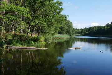 Fototapeta na wymiar Naturparadies See mit Wasserspiegelung in Mecklenburg-Vorpommern mit schwimmenden abgestorbenen Baum