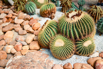 close up of cactus