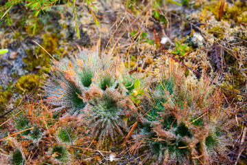 moss covered with moss