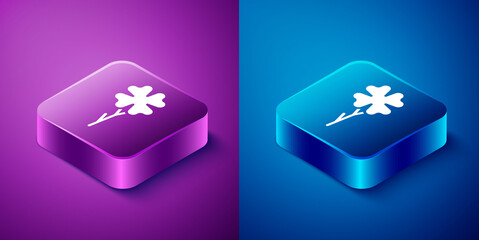 Isometric Four leaf clover icon isolated on blue and purple background. Happy Saint Patrick day. Square button. Vector.