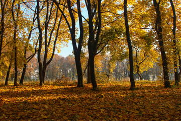 Fototapeta premium autumn trees