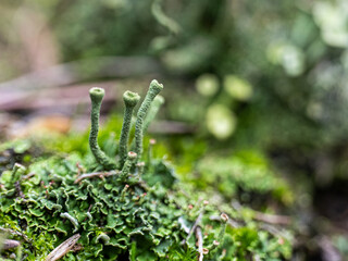 Moos blüht, Makroaufnahme