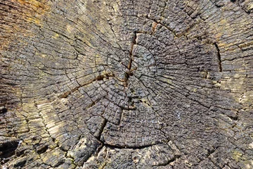 Fototapeten structure of tree stump, texture, rings, grow, old,   structuur van afgezaagde boom, ringen, textuur, oud, verweerd,  © Marieke