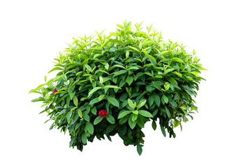 Tropical plant flower bush tree isolated on white background with clipping path