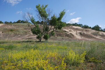 Gelbe Blumen bzw. Kräuter im Naturschutzgebiet Sanddüne bzw. Binnenwanderdüne Klein Schmölen in Dömitz im Biosphärenreservat Elbe in Mecklenburg-Vorpommern