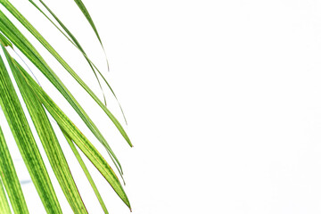 Zielone liście palmy na jasnym tle, ładne tropikalne tło. © insomniafoto