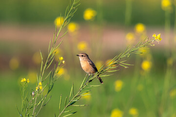 pied bush chat female on the branch 