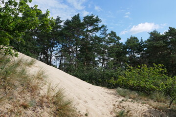 Fototapeta premium Binnenwanderdüne bzw. Binnendüne Klein Schmölen in Dömitz im Biosphärenreservat Elbe in Mecklenburg-Vorpommern