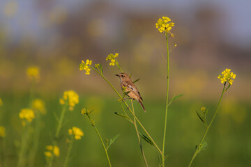 The Siberian stonechat or Asian stonechat Saxicola maurus is a recently validated species of the...