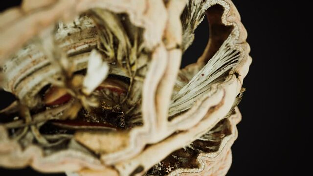 medical anotomy of real human brain