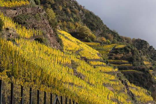 Vineyards along River Moselle in autumn colors, Germany, Europe.