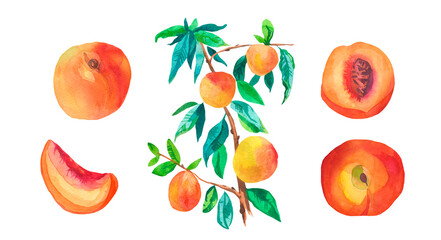 Set of watercolor orange peaches on white isolated background.A collection of juicy fruits hand drawn.Clip art with healthy food.Design for social networks,invitations,packages,posters,wallpapers.