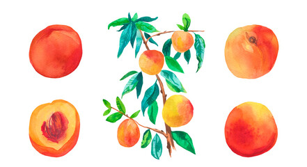 Set of watercolor orange peaches on white isolated background.A collection of juicy fruits hand drawn.Clip art with healthy food.Design for social networks,invitations,packages,posters,wallpapers.