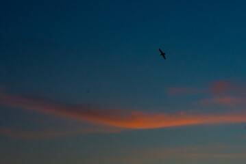 gabbiano tramonto