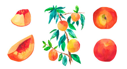 Set of watercolor orange peaches on white isolated background.A collection of juicy fruits hand drawn.Clip art with healthy food.Design for social networks,invitations,packages,posters,wallpapers.
